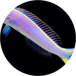 Hoplolatilus chlupatyi - 