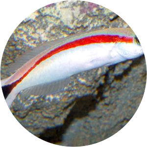 Hoplolatilus marcosi - Fish