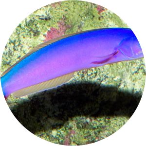 Hoplolatilus purpureus - Fish