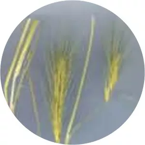 Hordeum bulbosum - 