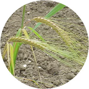 Hordeum