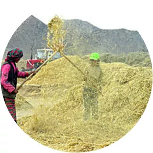 Hordeum vulgare var. trifurcatum