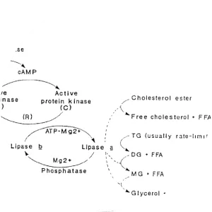 Hormone-sensitive lipase - 