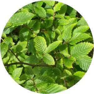 Hornbeam