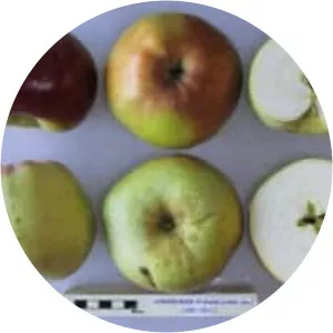 Horneburger Pfannkuchen