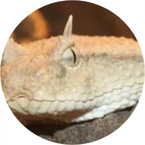Horned desert viper (Vipère à cornes)