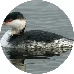 Horned grebe