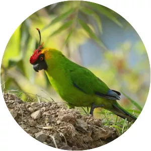 Horned parakeet