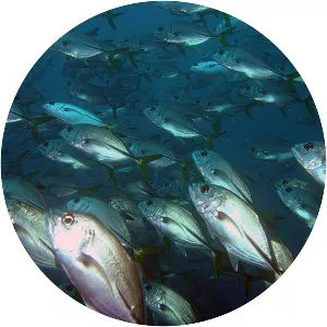 Horse-eye jack - Fish