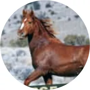 Horse of the West - TV program