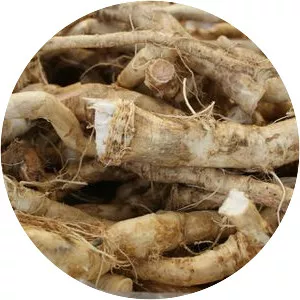 Horseradish Root