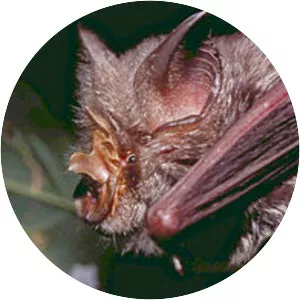 Horseshoe bat