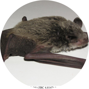 Horsfield's bat - Animal