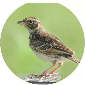 Horsfield's bush lark