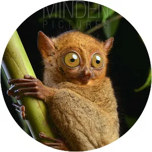 Horsfield's tarsier - Primate