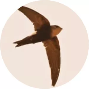 Horus swift