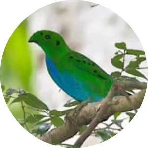 Hose's broadbill