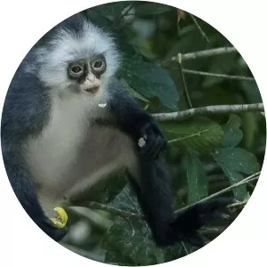 Hose's langur