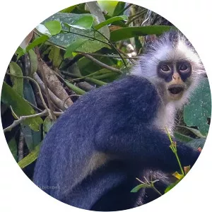 Hose's langur - Primate