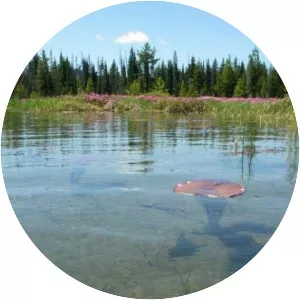 Hosmer Lake - Lake in Oregon