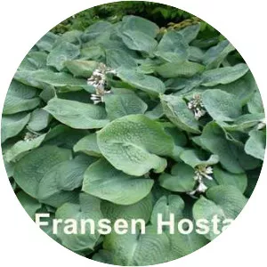Hosta sieboldiana - 