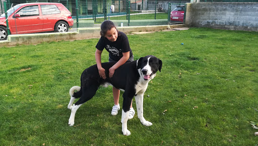 Hotel Entreperros - Dog day care center in Spain