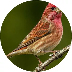 House finch