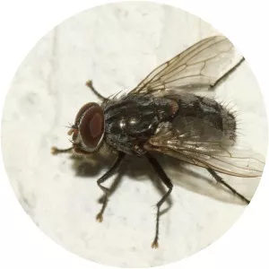 House flies