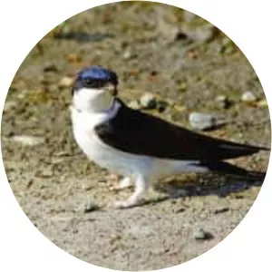 House martins - Birds