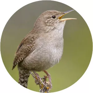 House wren - Bird