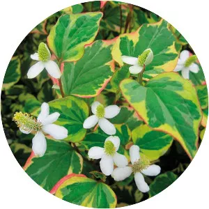 Houttuynia - Plants