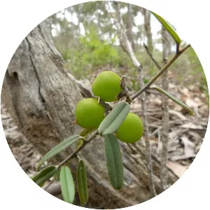Hovea heterophylla - 