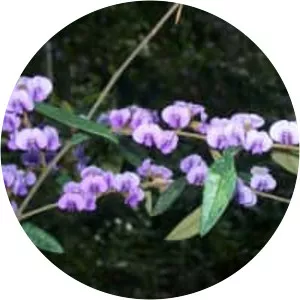 Hovea lanceolata