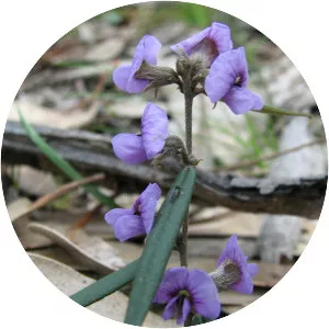Hovea linearis