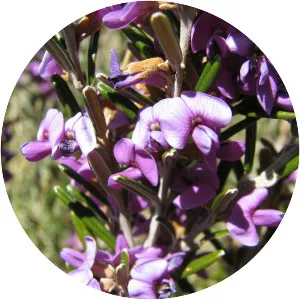 Hovea montana