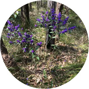 Hovea