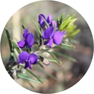 Hovea pungens