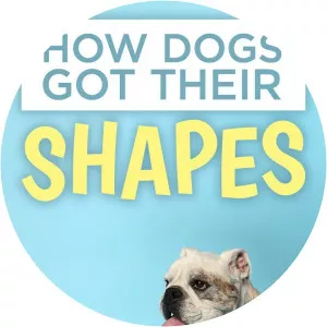 How Dogs Got Their ShapesSince 2016
