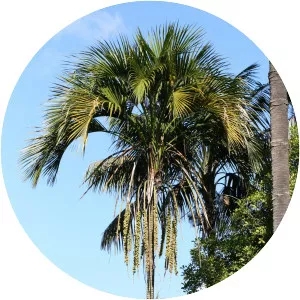 Howea belmoreana - Plants