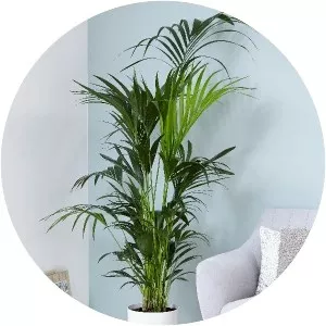 Howea forsteriana - Plants