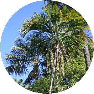 Howea - Plants