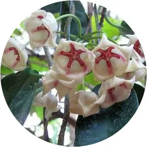 Hoya archboldiana - Plants