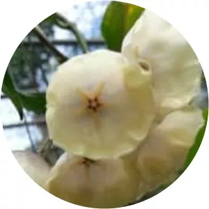 Hoya campanulata