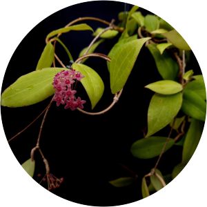 Hoya camphorifolia - 