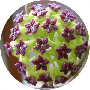 Hoya cinnamomifolia - 