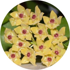Hoya diptera - 