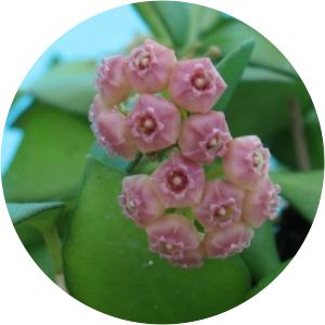 Hoya heuschkeliana - 