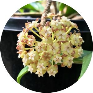 Hoya incrassata - 
