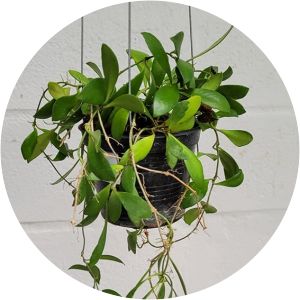 Hoya leytensis