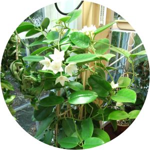 Hoya magnifica - 